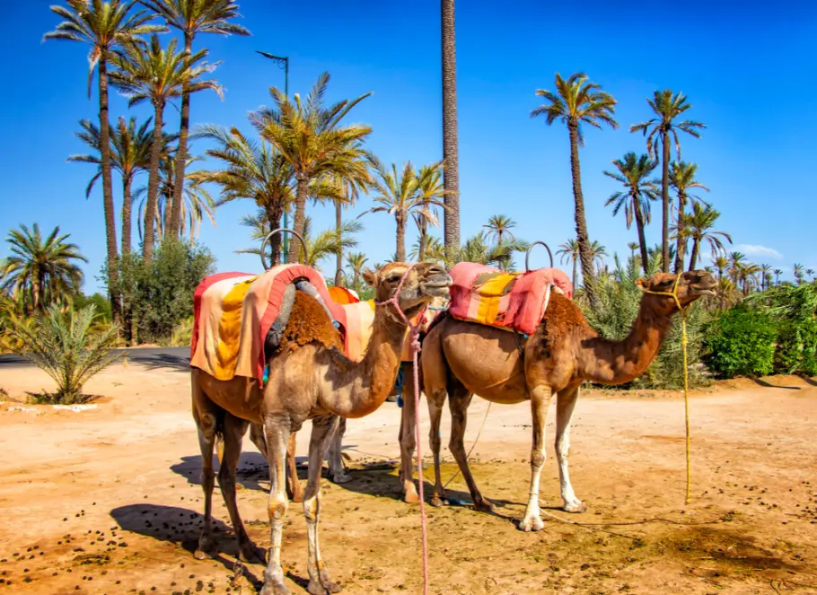 Camel and palm trees in the Palmeraie Marrakech