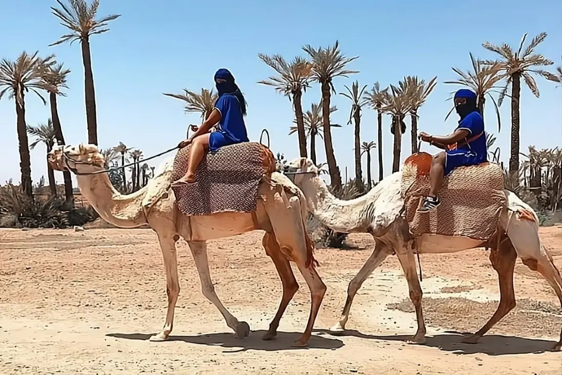 1 Hour Camel Ride Palmeraie Marrakech