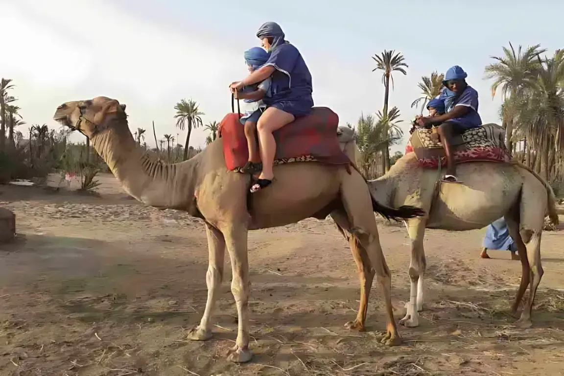 Camel Ride Palmeraie Marrakech for Families